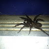 Trapdoor spider