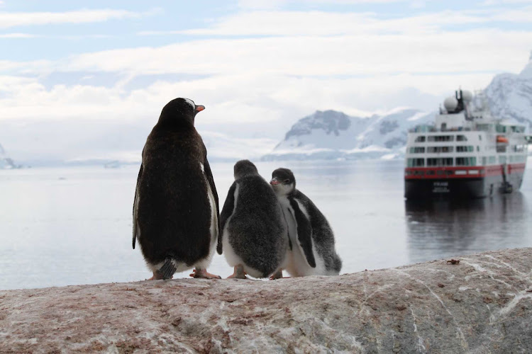 Penguins near the Almirante Brown station in Antarctica seem to bid farewell to Hurtigruten's flagship the Fram.