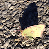 Cloudless Sulfur Butterfly