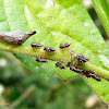 Adult treehopper with nymphs