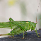 Great Green Bush-Cricket