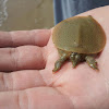 Eastern Spiny Soft Shell Turtle