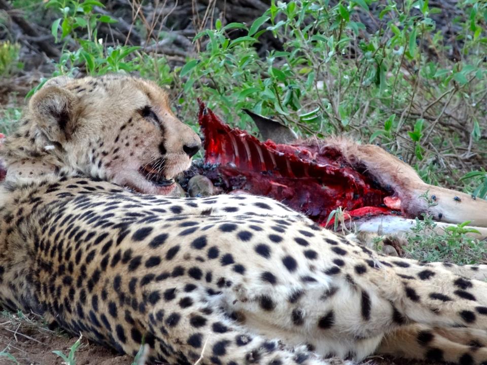 Cheetah on a fresh kill