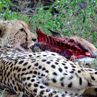 Cheetah on a fresh kill