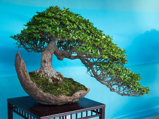 Bonsai Wallpaper