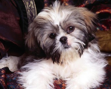 Shih Tzu Wallpapers Screenshots 1