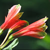Parrot flower, Parrot lily, Peruvian lily, Lily of the Incas, Princess lily