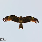 Black Kite