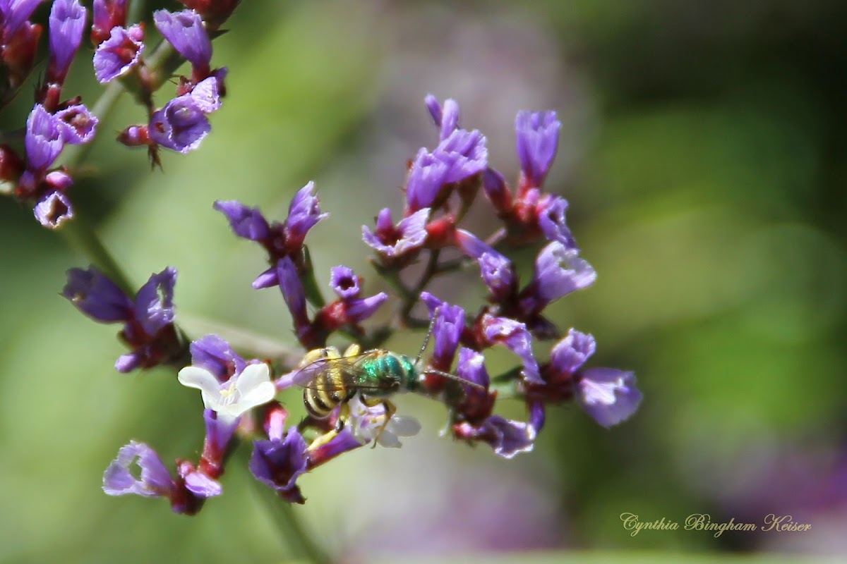(Male) Green Metallic Bee