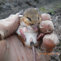 Cotton mouse or White-Footed Mouse