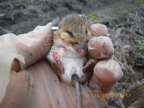 cotton-mouse-or-white-footed-mouse-project-noah