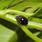 Pine Ladybird