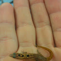 Big Scaled Least Gecko