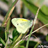 Dainty Sulphur Butterfly