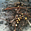 birds nest fungus (probably Cyathus stercoreus)
