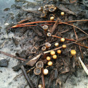 birds nest fungus (probably Cyathus stercoreus)