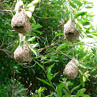 Masked Weaver (Nest)