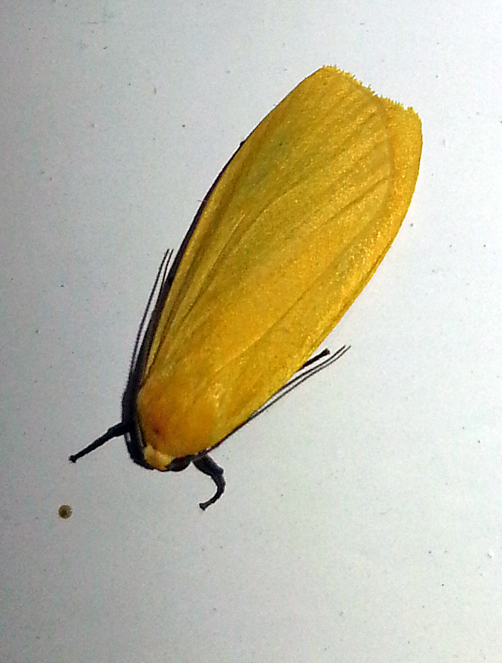 Arctiid Moth