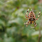 garden orb spider on web