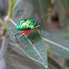 Green Jewel bug