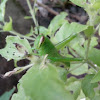 Green locust, black antennae