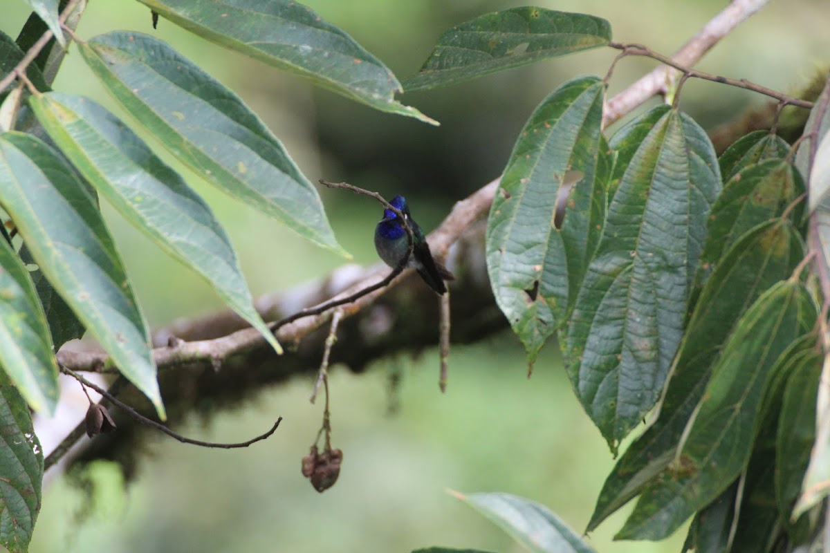 Violet-Headed Hummingbird