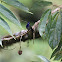 Violet-Headed Hummingbird