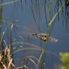 American Alligator