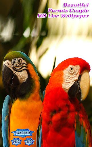 Beautiful Parrots Couple 3D