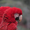 Red-and-green Macaw