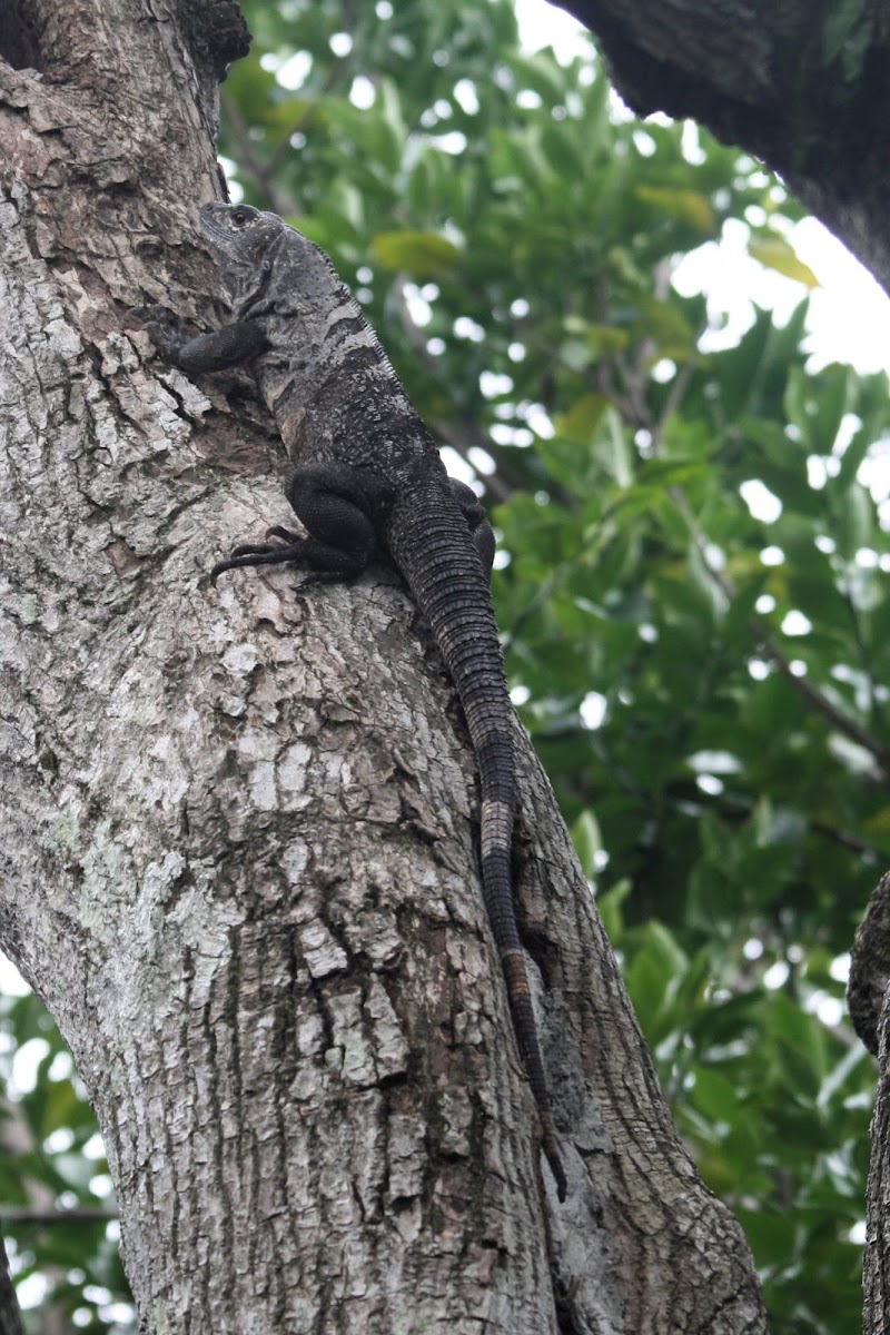 Five-keeled spiny-tailed iguana