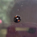 Two spot ladybug