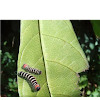 Asota Plana Caterpillar