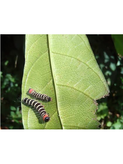 Asota Plana Caterpillar