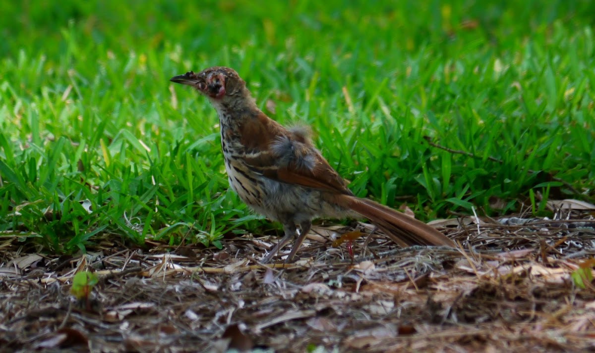 Brown Thrasher with Siamese Twin