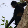 Black-handed Spider Monkey