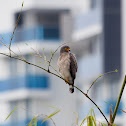 Roadside hawk