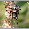 Star-bellied Orb Weaver Spider
