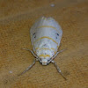 Tiny White-Yellow Arctiid Moth