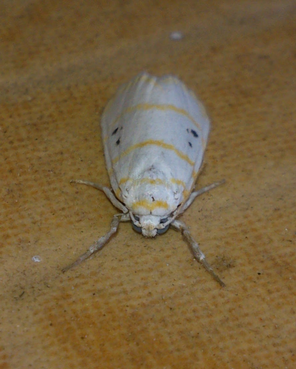 Tiny White-Yellow Arctiid Moth