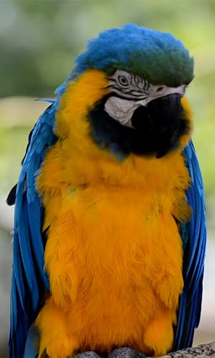 Parrot Live wallpaper