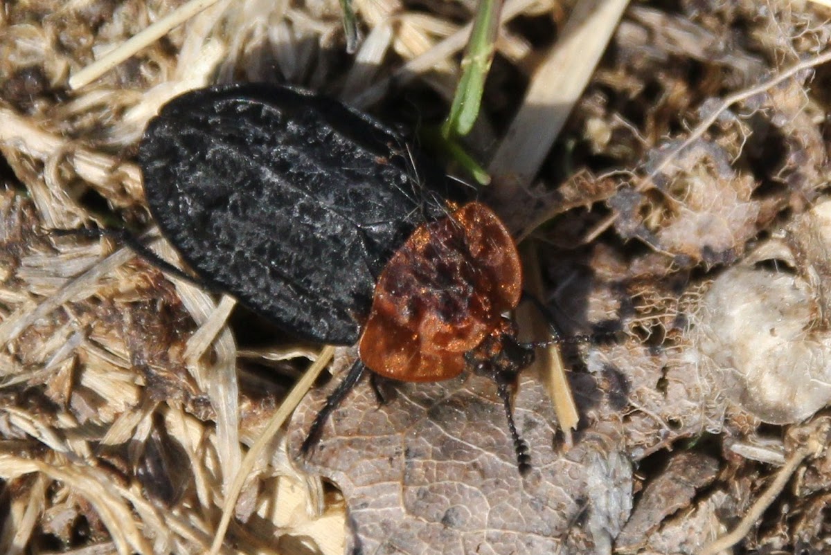 Red-breasted Carrion Beetle