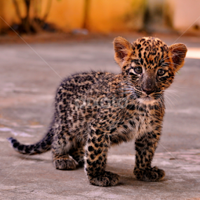 The Lost Cub 2 by Abhinav Ganorkar - Animals Lions, Tigers & Big Cats