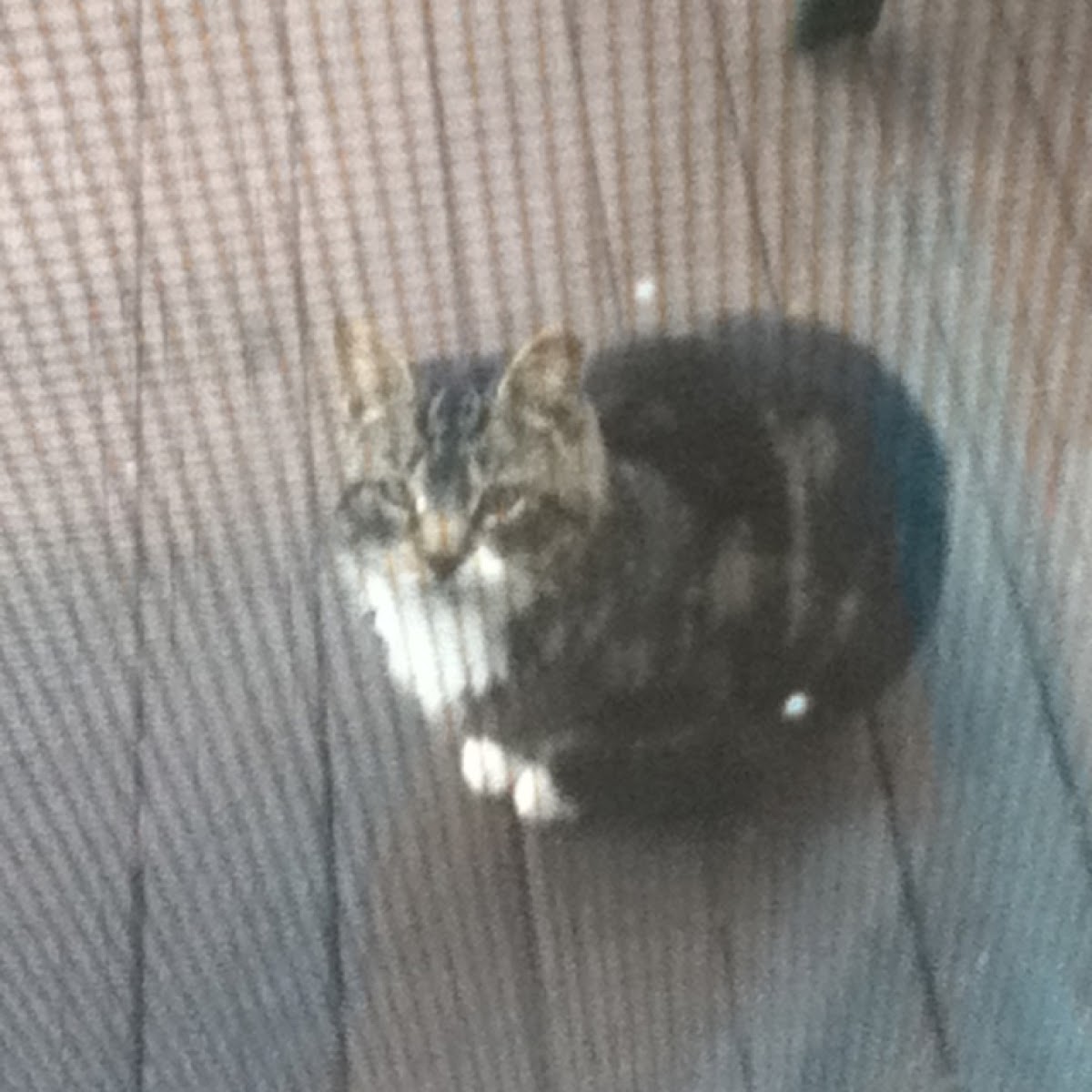 common-house-cat-project-noah