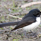 Willie Wagtail