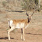 Pronghorn Antelope