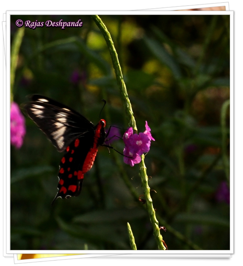 Crimson Rose Butterfly Butterfly, Egg & Pupa