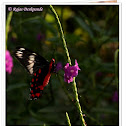 Crimson Rose Butterfly Butterfly, Egg & Pupa