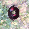 Black poppy