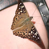 Hackberry Emperor